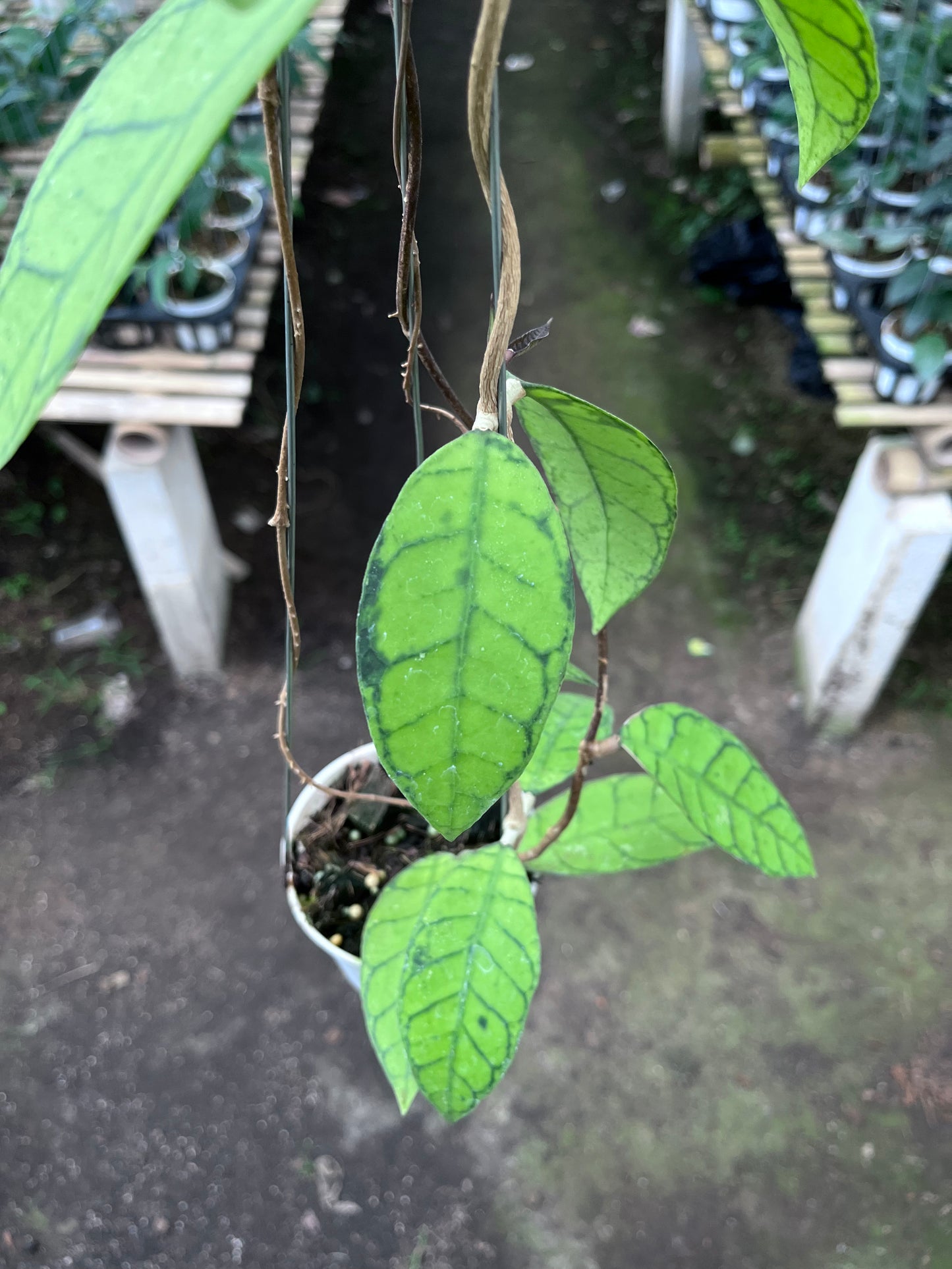 Hoya Callistophylla Original