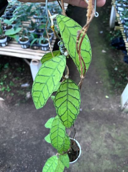 Hoya Callistophylla Original