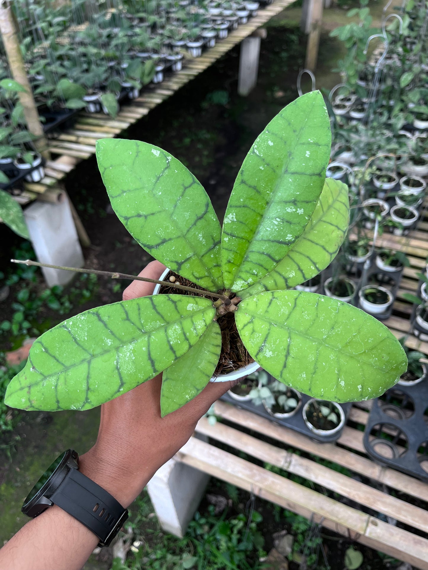 Hoya Callistophylla Sekadaw