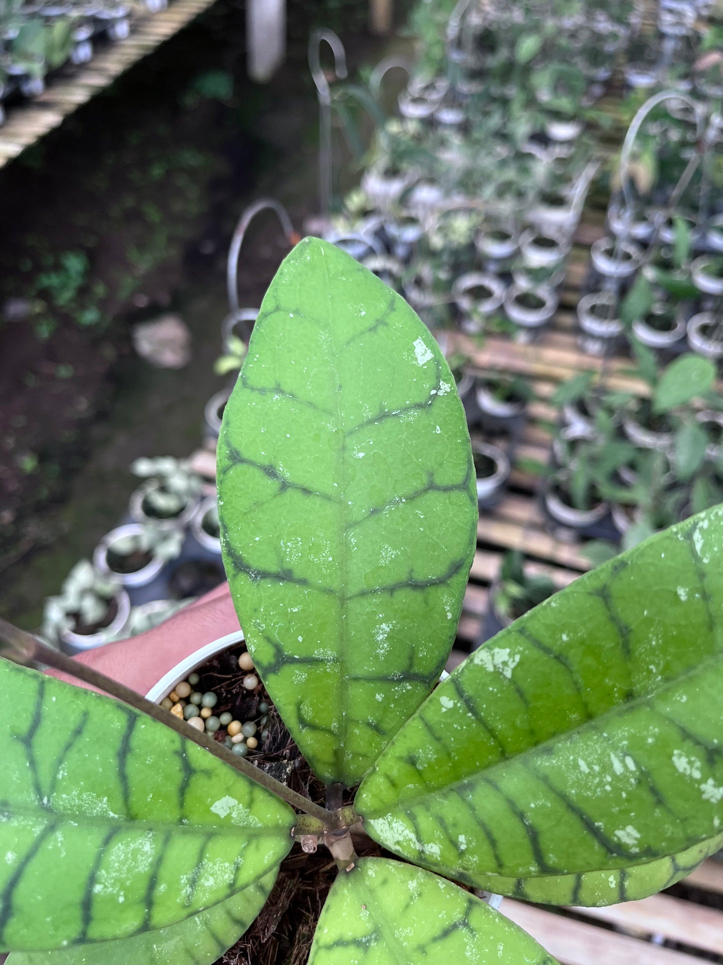 Hoya Callistophylla Sekadaw