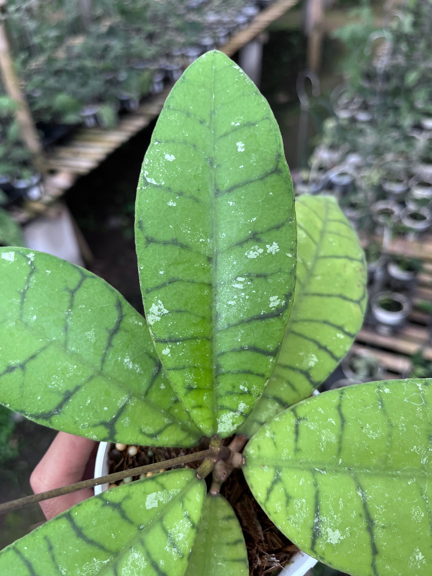 Hoya Callistophylla Sekadaw
