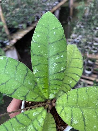 Hoya Callistophylla Sekadaw