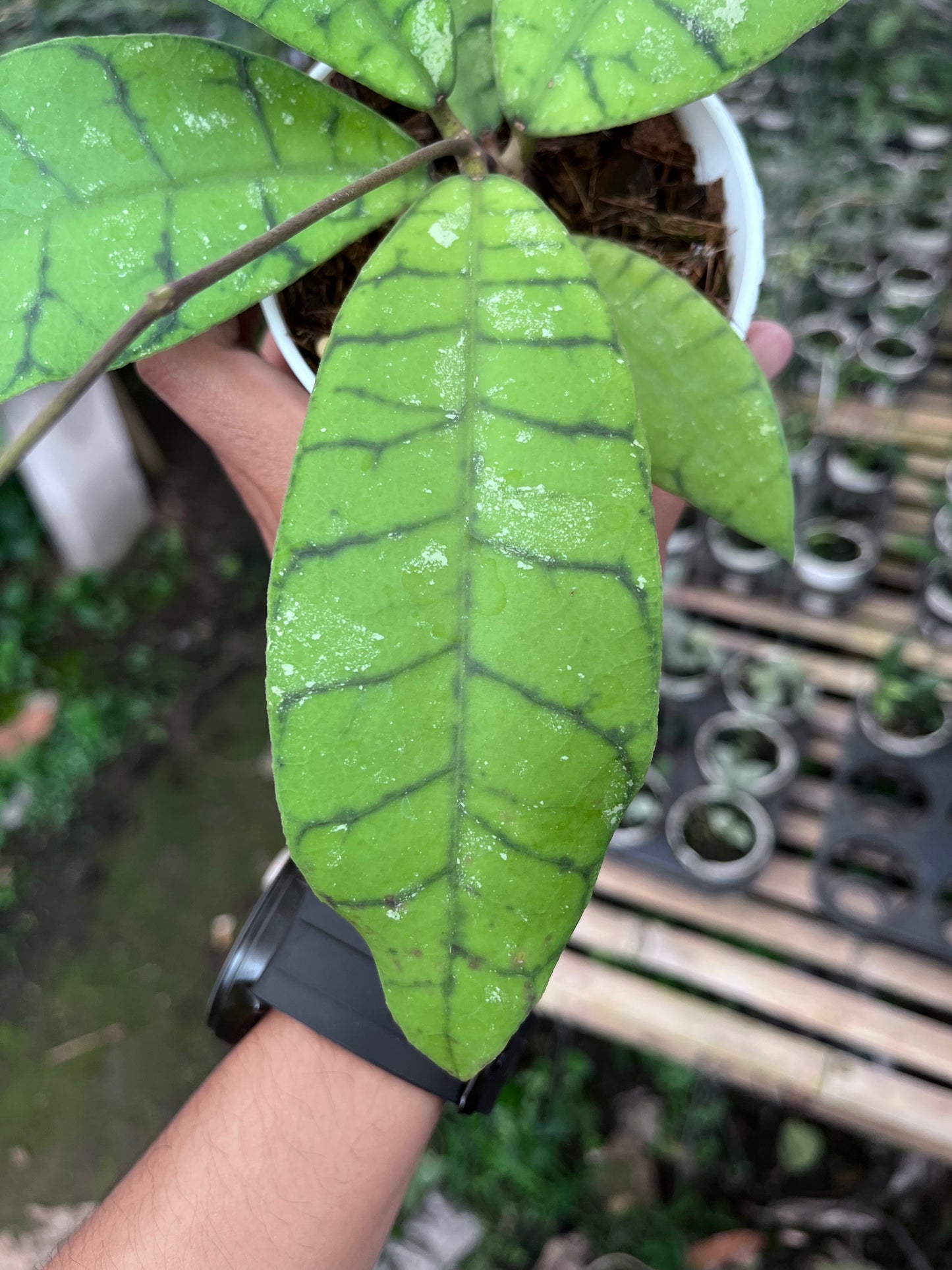 Hoya Callistophylla Sekadaw