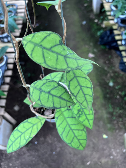 Hoya Callistophylla Small Leaves