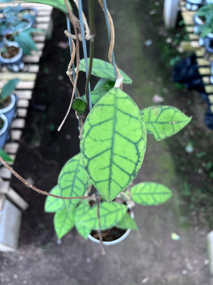Hoya Callistophylla Small Leaves