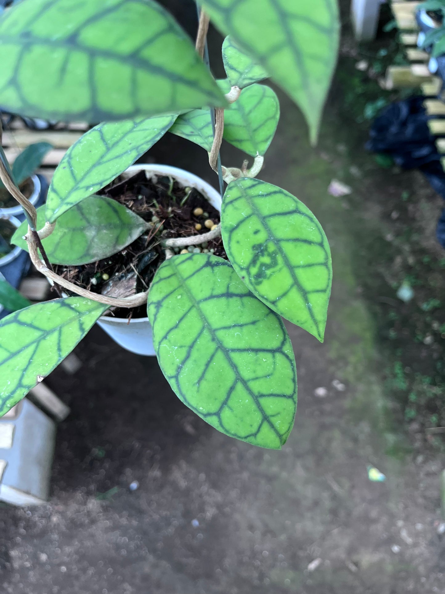 Hoya Callistophylla Small Leaves