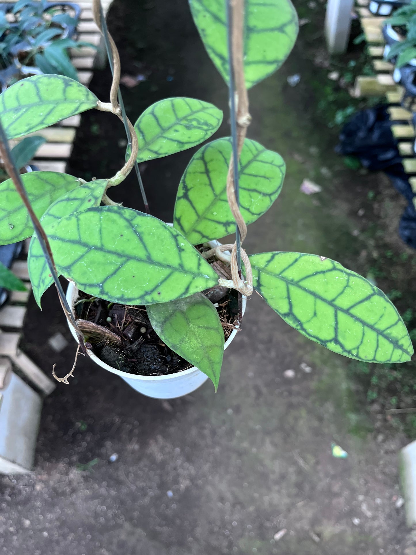 Hoya Callistophylla Small Leaves
