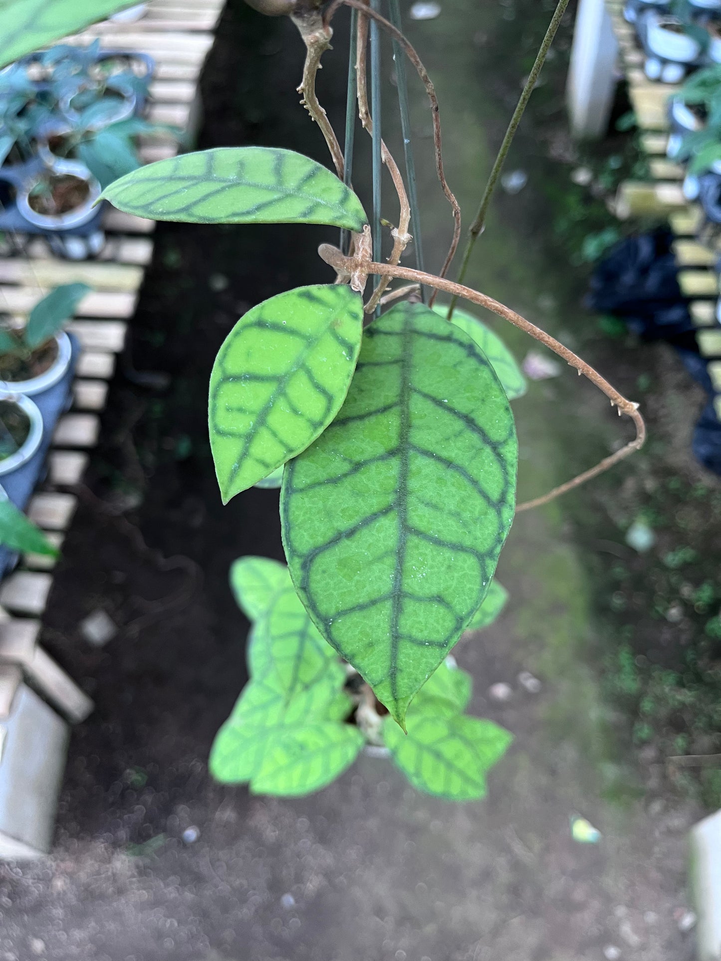 Hoya Callistophylla Small Leaves