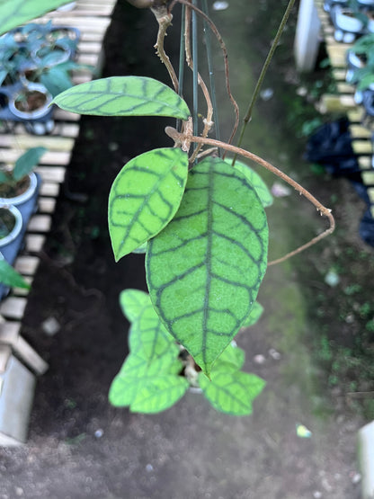 Hoya Callistophylla Small Leaves