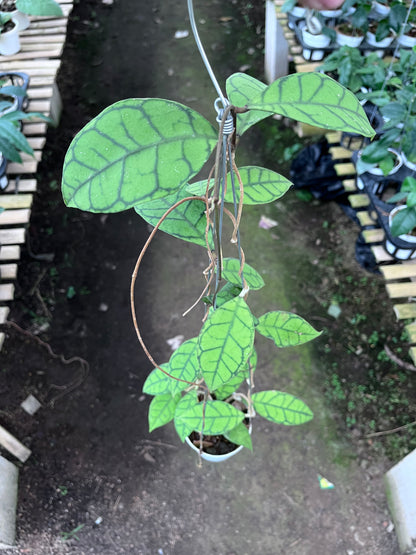Hoya Callistophylla Small Leaves