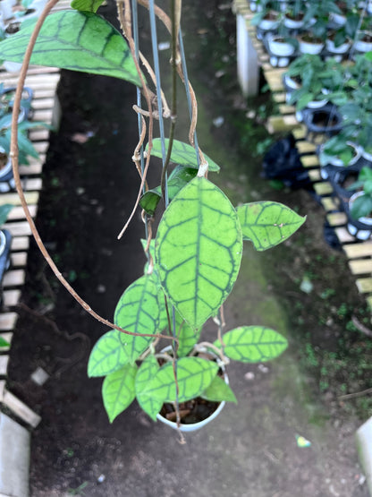 Hoya Callistophylla Small Leaves