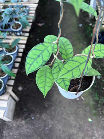 Hoya Callistophylla Small Leaves