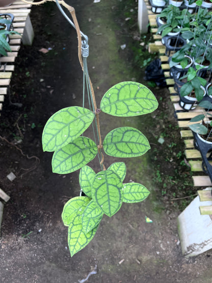 Hoya Callistophylla Vena