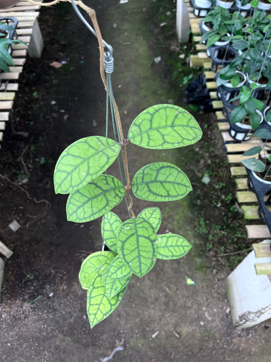 Hoya Callistophylla Vena