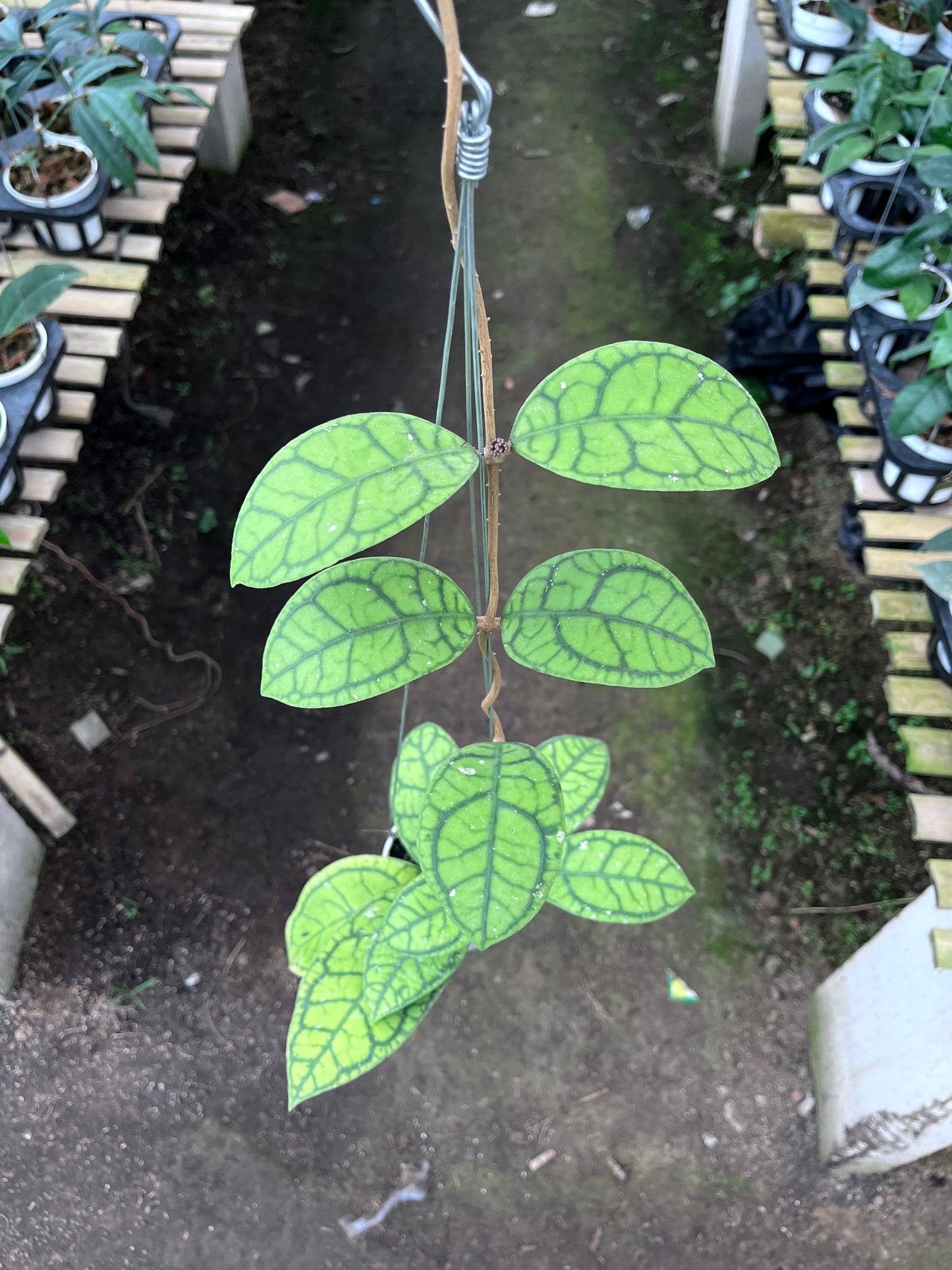 Hoya Callistophylla Vena