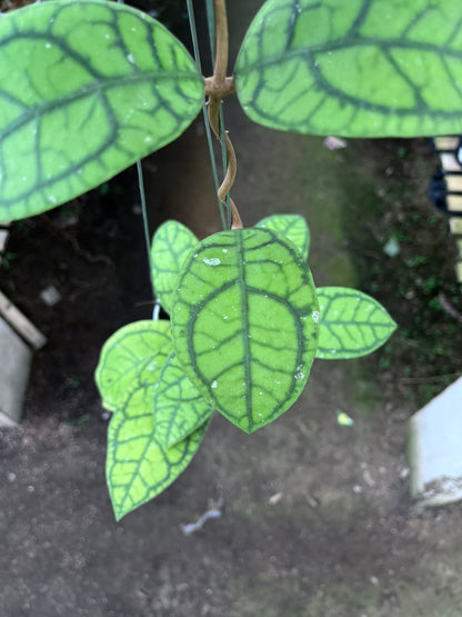 Hoya Callistophylla Vena