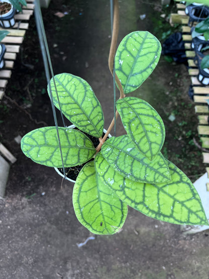 Hoya Callistophylla Vena