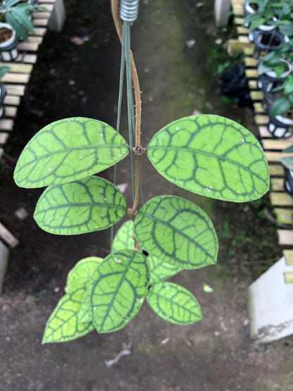 Hoya Callistophylla Vena