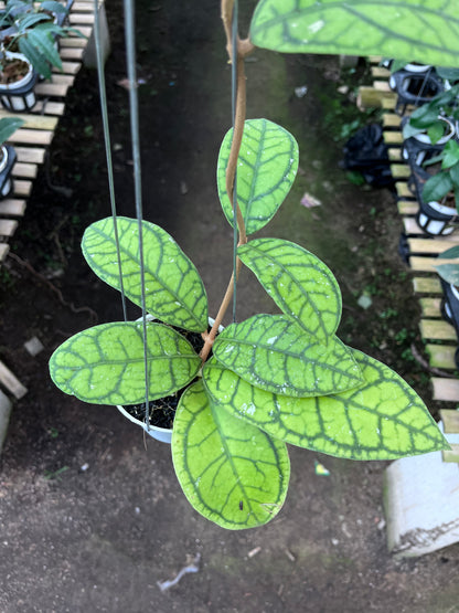 Hoya Callistophylla Vena