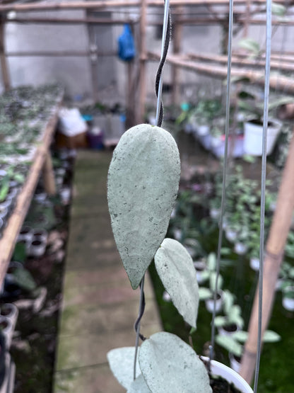 Hoya Caudata Argene