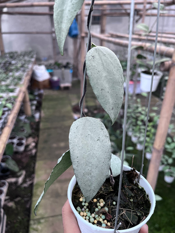 Hoya Caudata Argene (4 leaves)