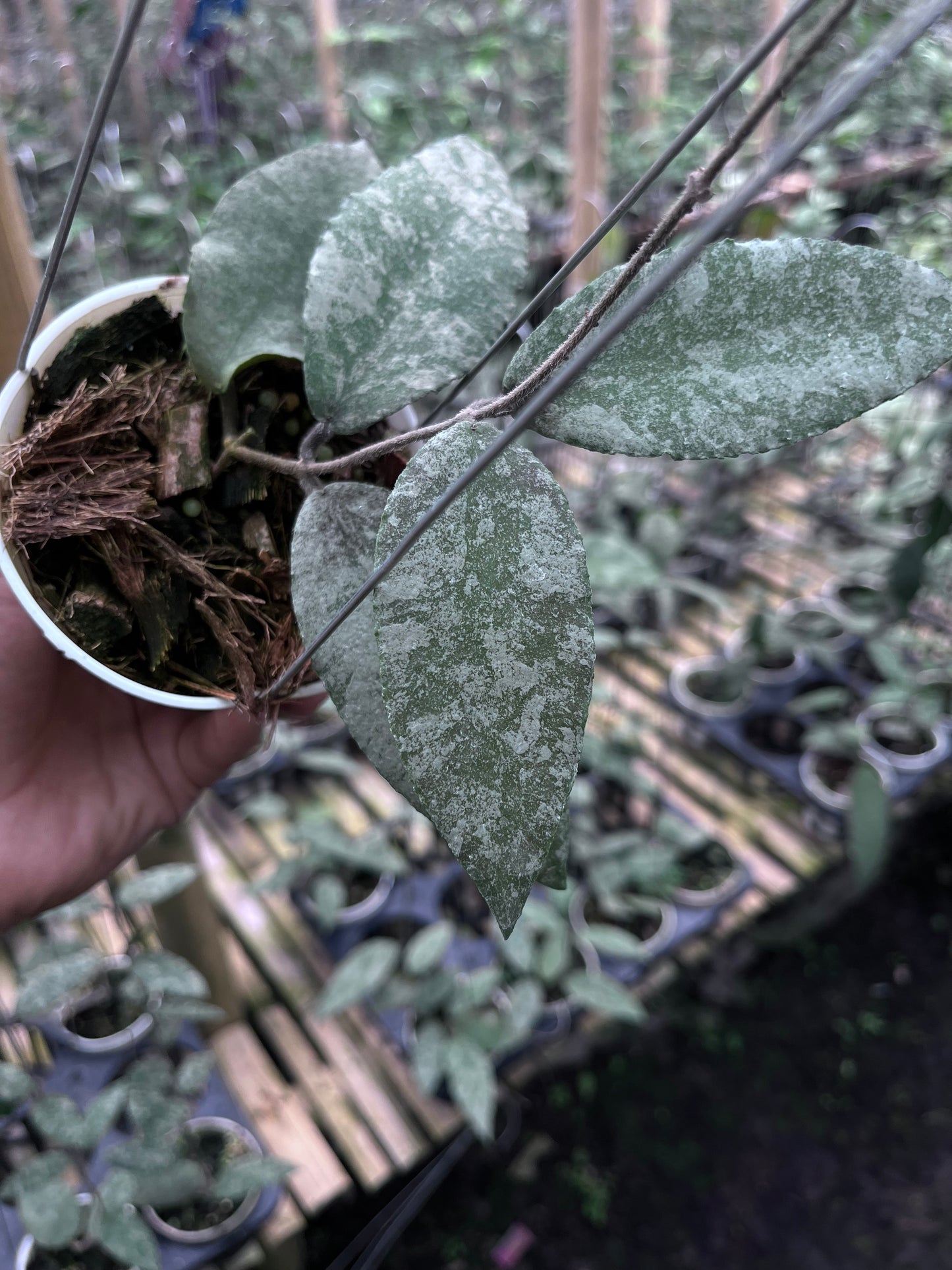 Hoya Caudata Sprinkle Snow