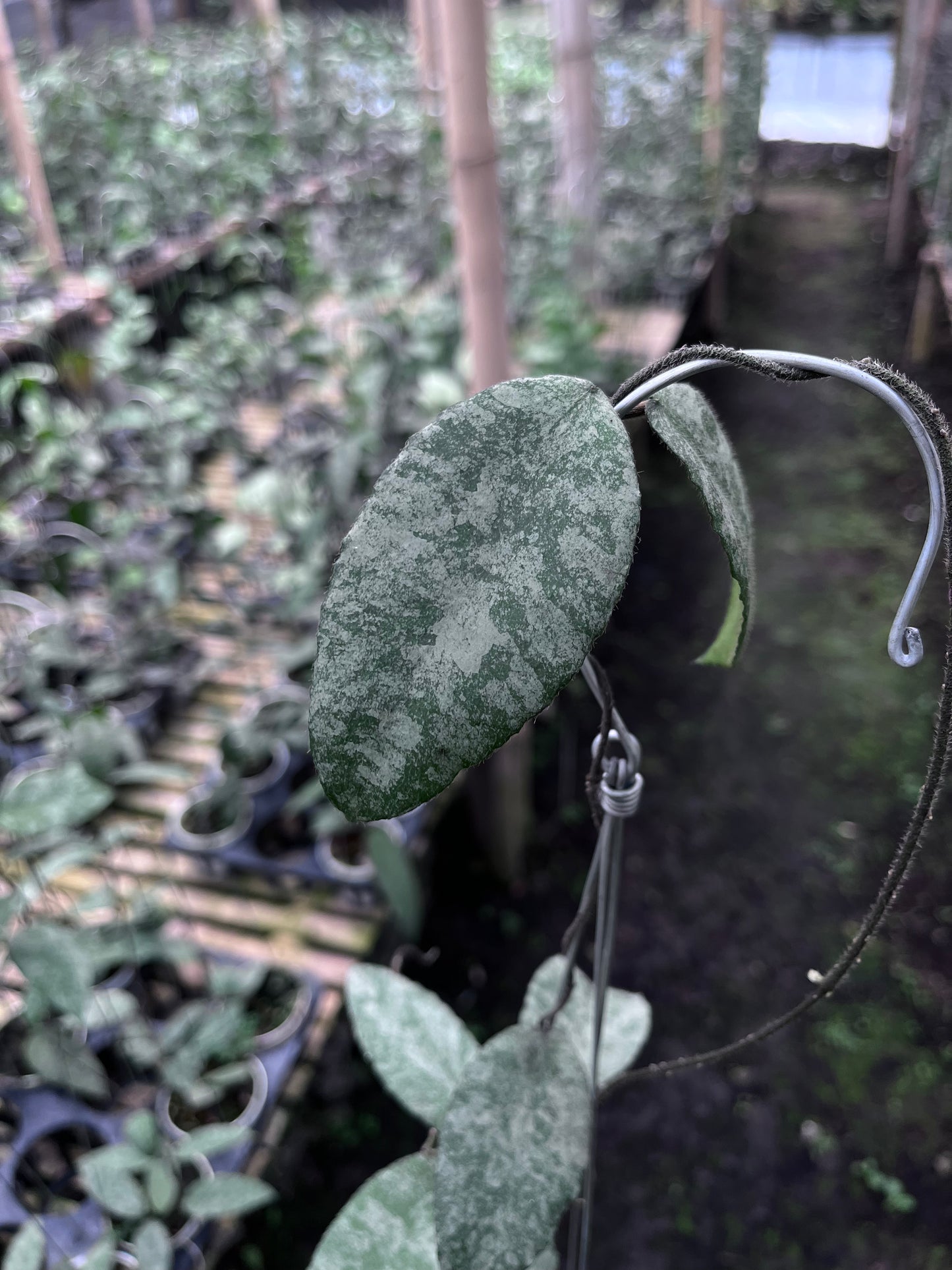 Hoya Caudata Sprinkle Snow