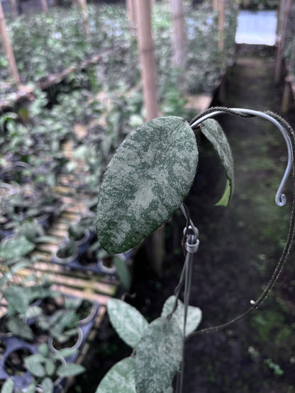 Hoya Caudata Sprinkle Snow