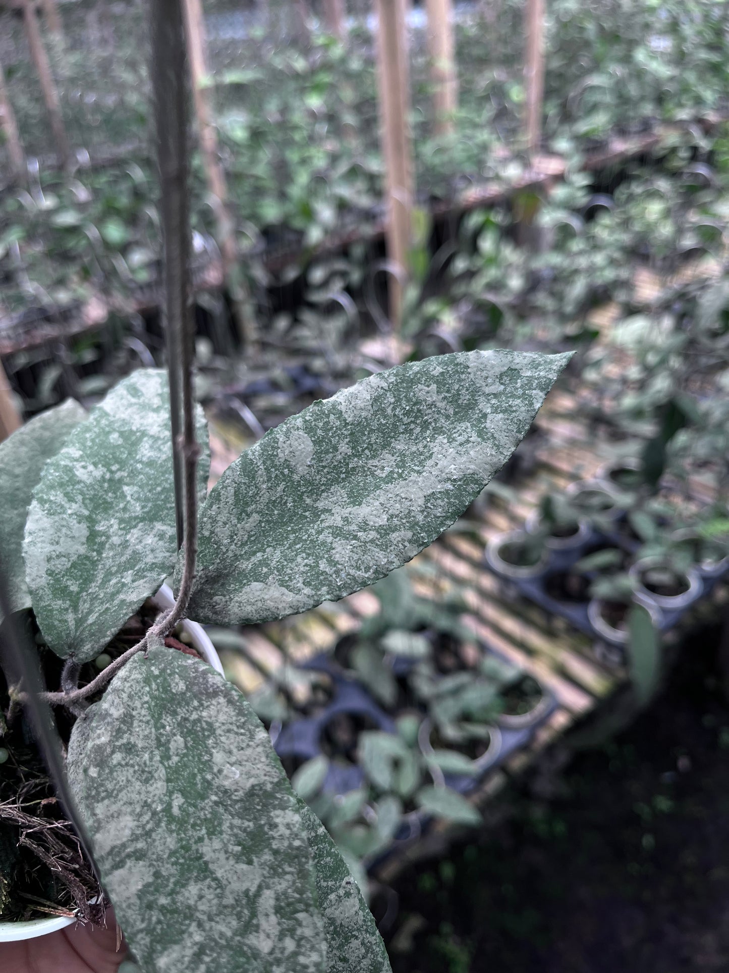 Hoya Caudata Sprinkle Snow