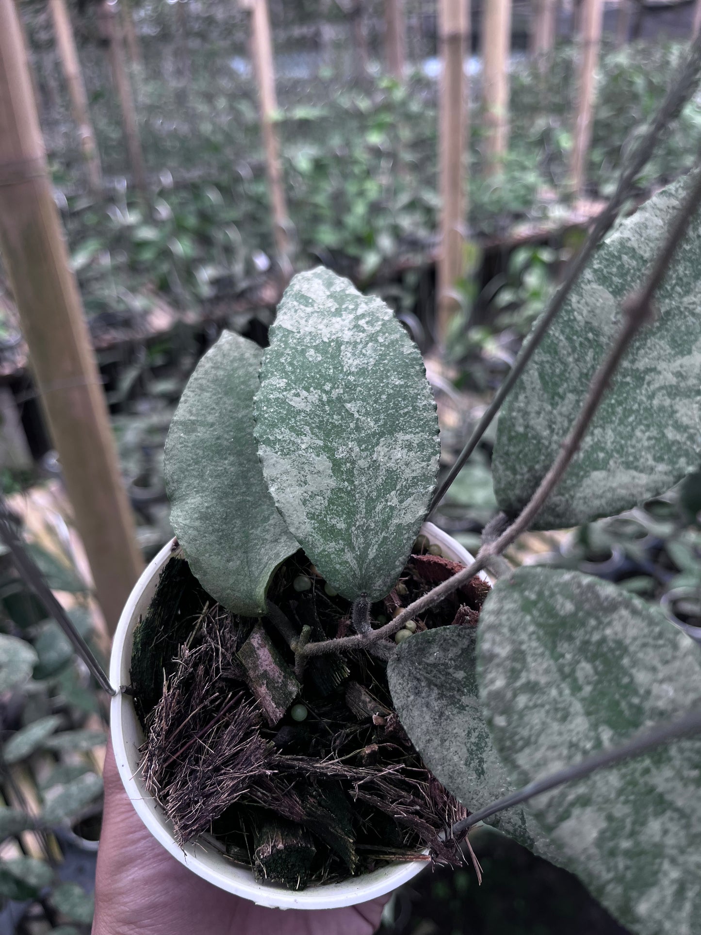 Hoya Caudata Sprinkle Snow