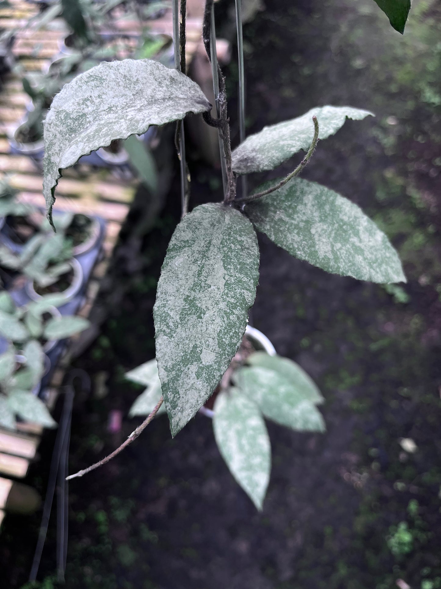 Hoya Caudata Sprinkle Snow