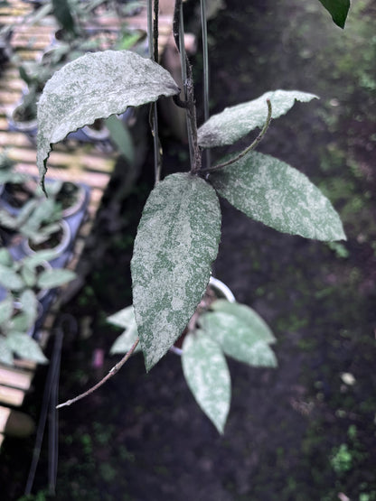 Hoya Caudata Sprinkle Snow