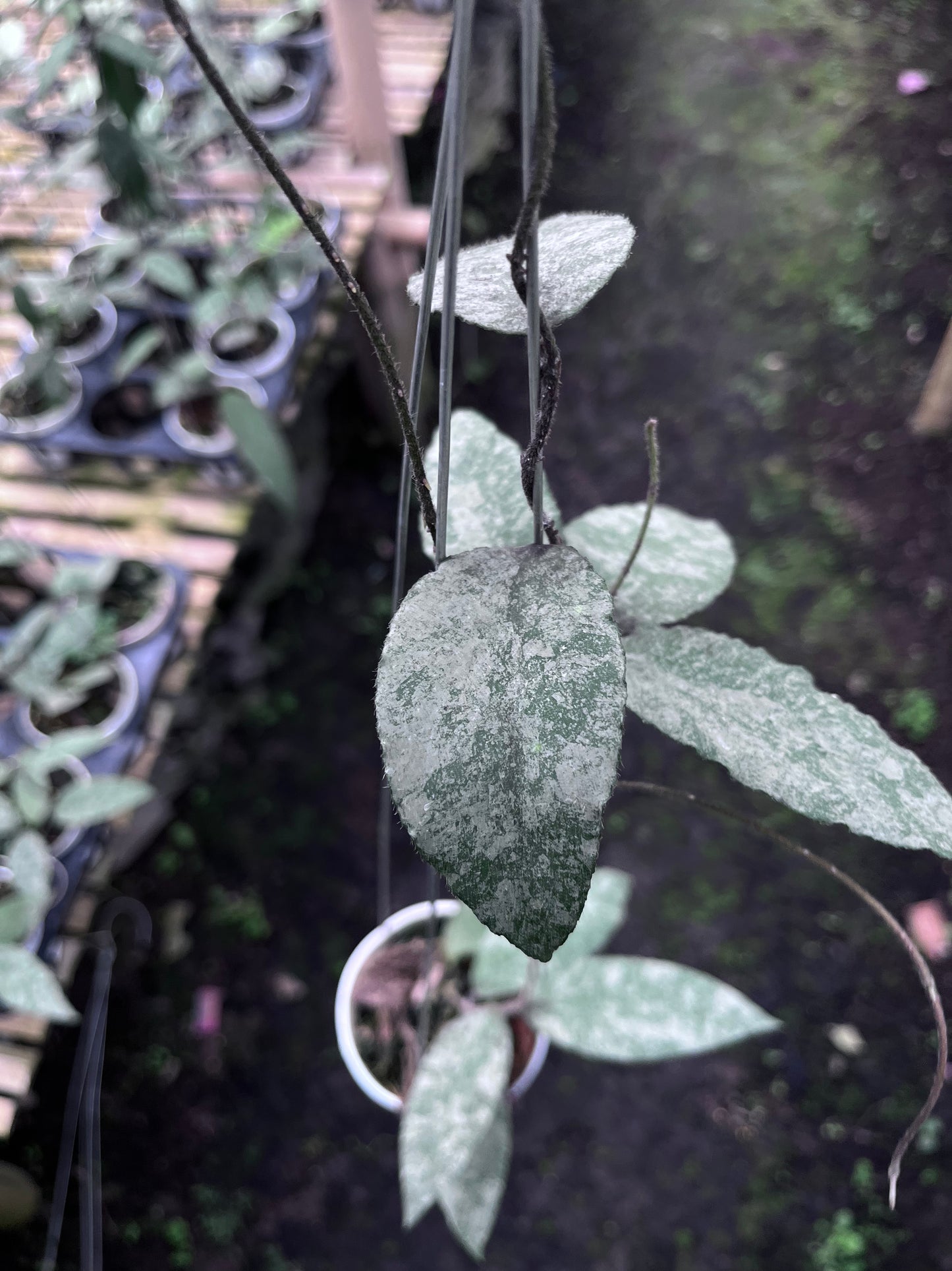 Hoya Caudata Sprinkle Snow