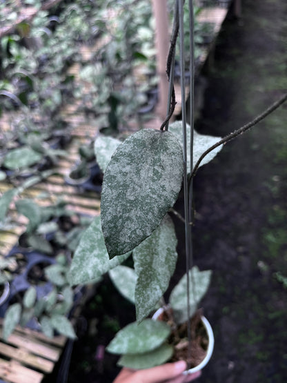 Hoya Caudata Sprinkle Snow