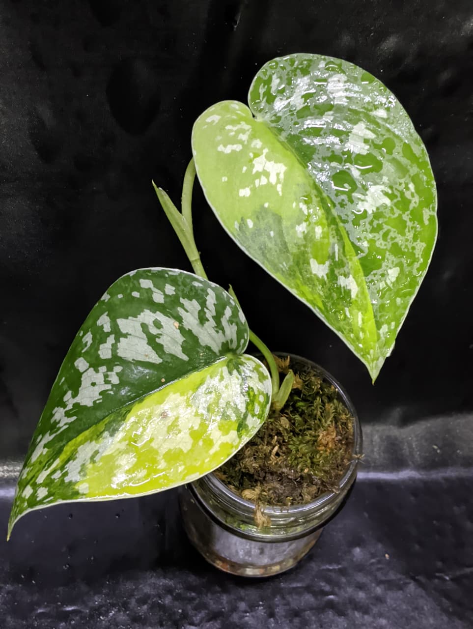 Scindapsus Centarum