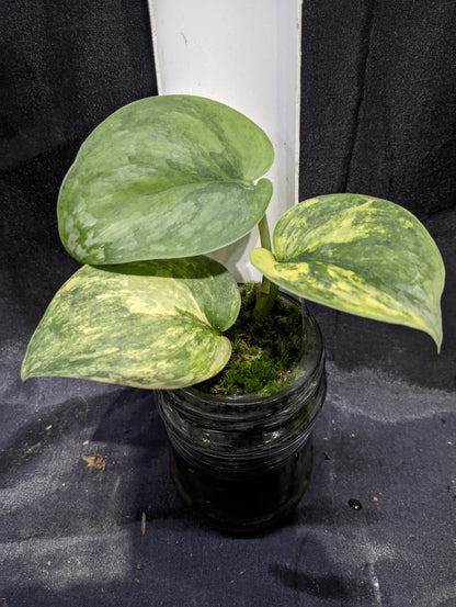 Scindapsus Chakra Buana