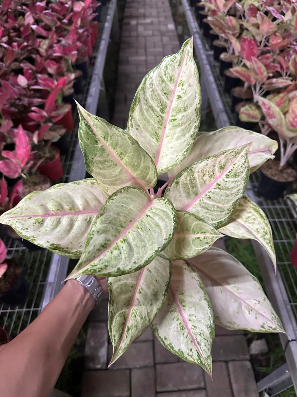Aglaonema Cinderella