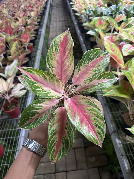 Aglaonema Cinta