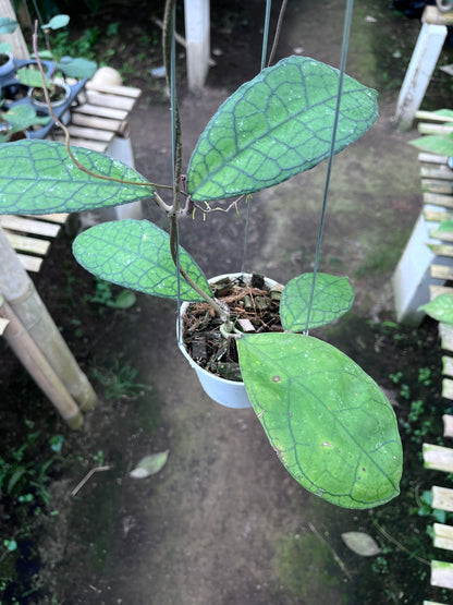 Hoya Clemensiorum Aceh