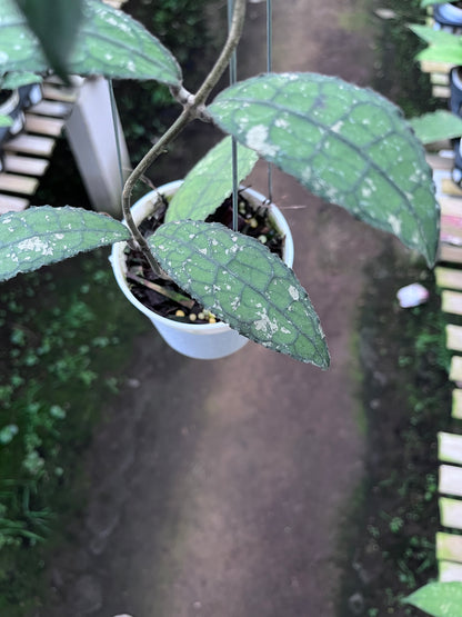 Hoya Clemensiorum Aceh Army