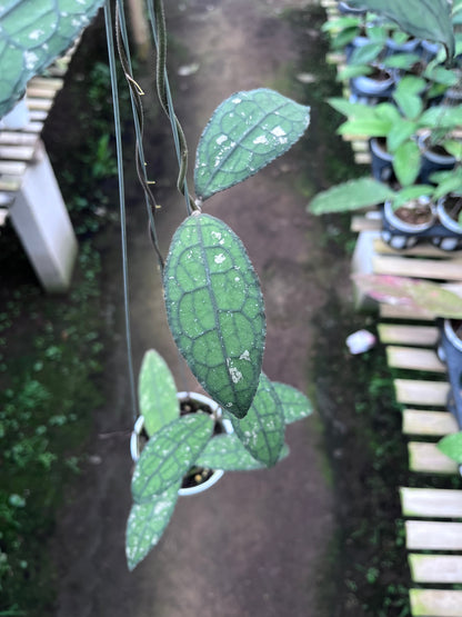 Hoya Clemensiorum Aceh Army