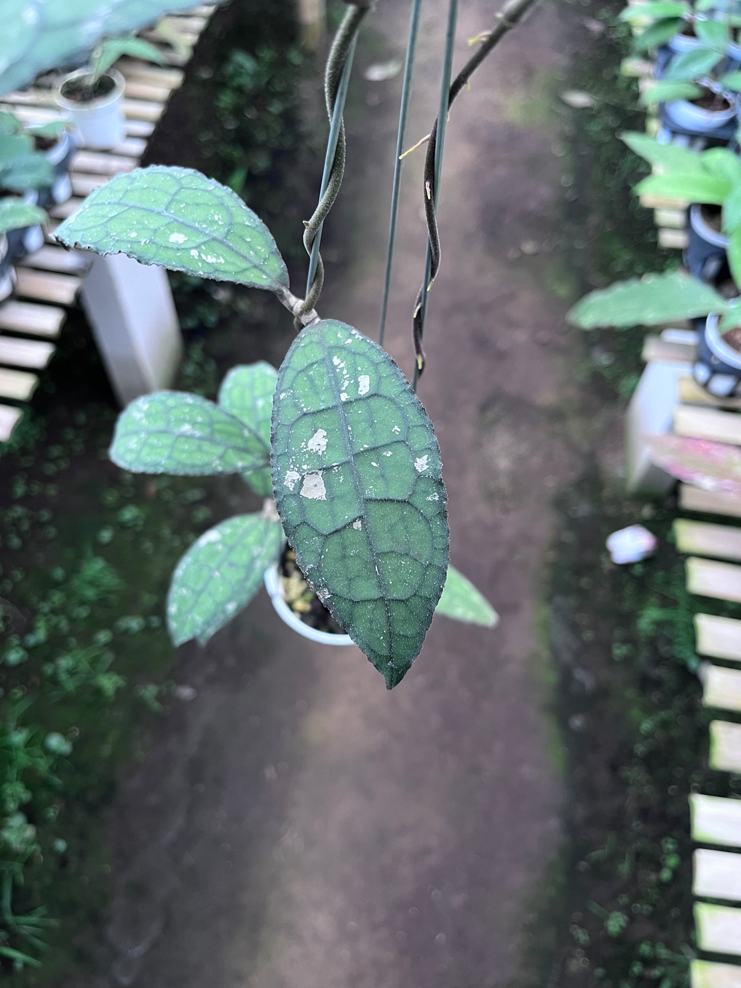 Hoya Clemensiorum Aceh Army