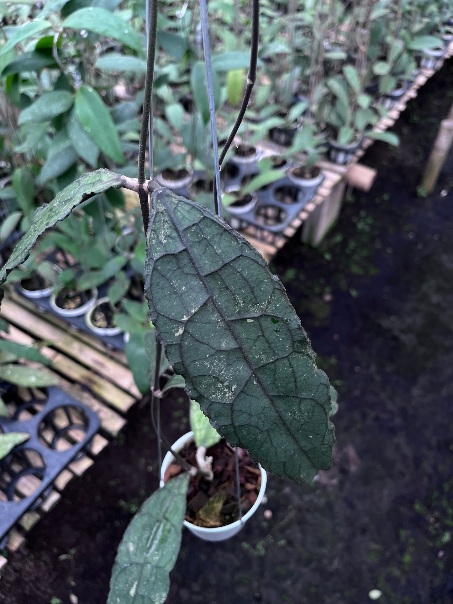 Hoya Clemensiorum Aceh Dark