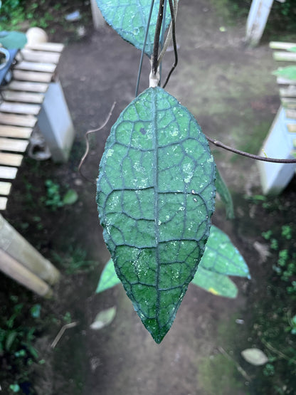 Hoya Clemensiorum Aceh Jurassica