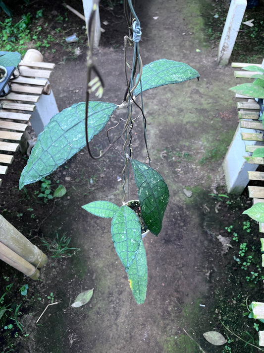 Hoya Clemensiorum Aceh Jurassica