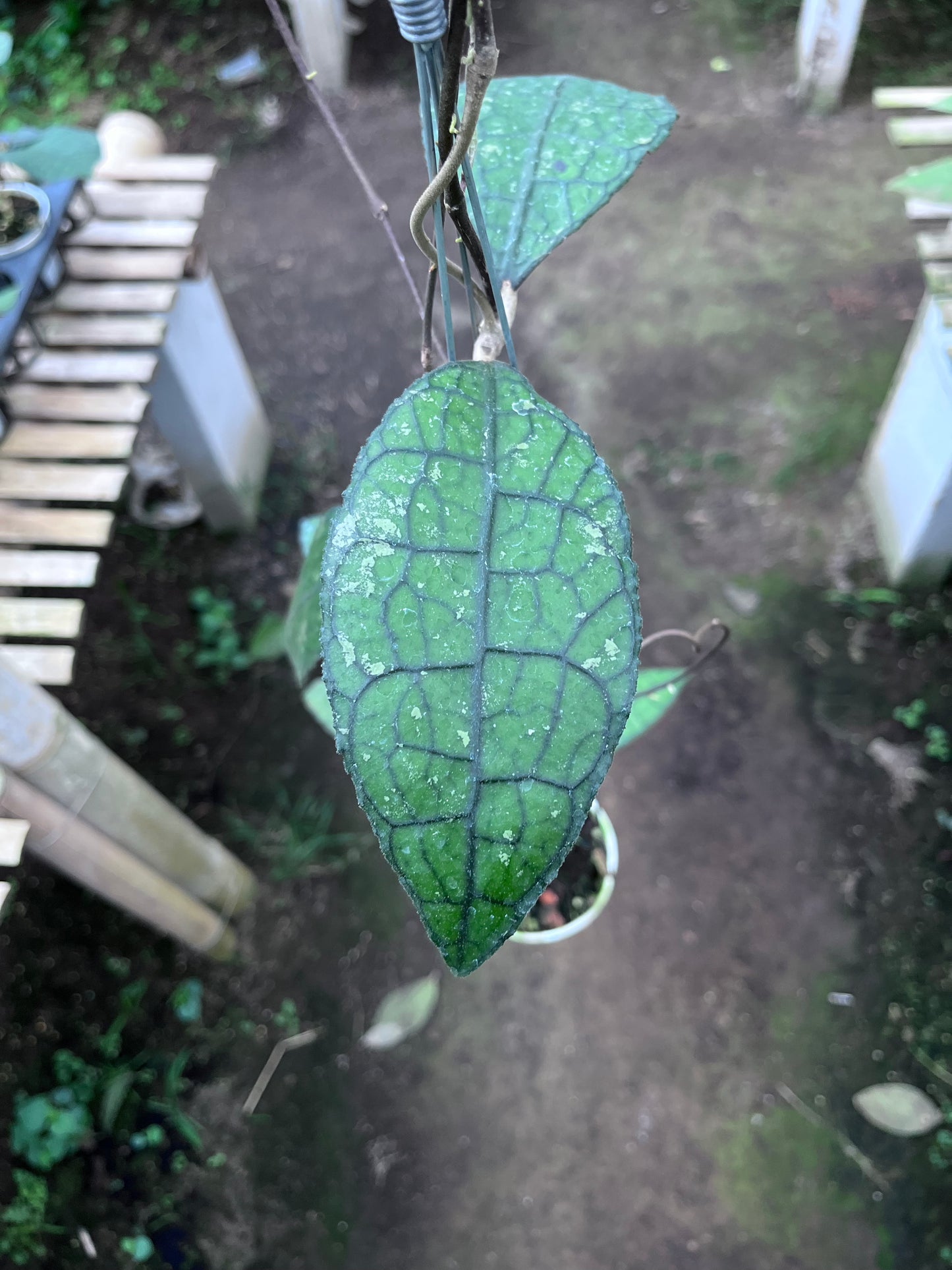 Hoya Clemensiorum Aceh Jurassica