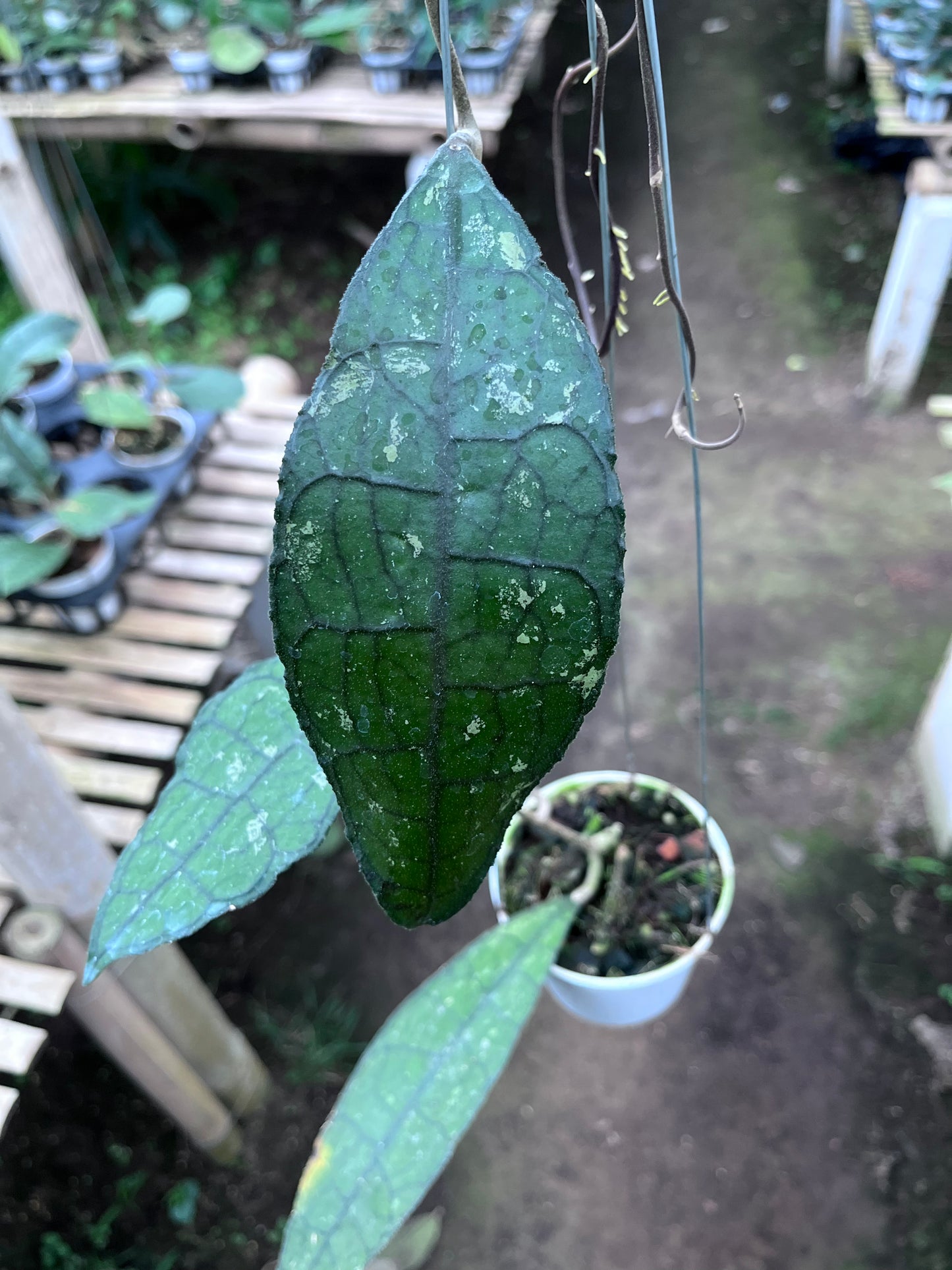 Hoya Clemensiorum Aceh Jurassica