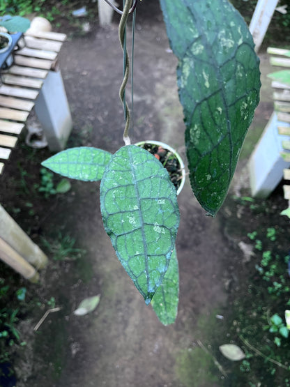 Hoya Clemensiorum Aceh Jurassica