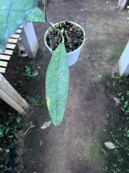 Hoya Clemensiorum Aceh Jurassica