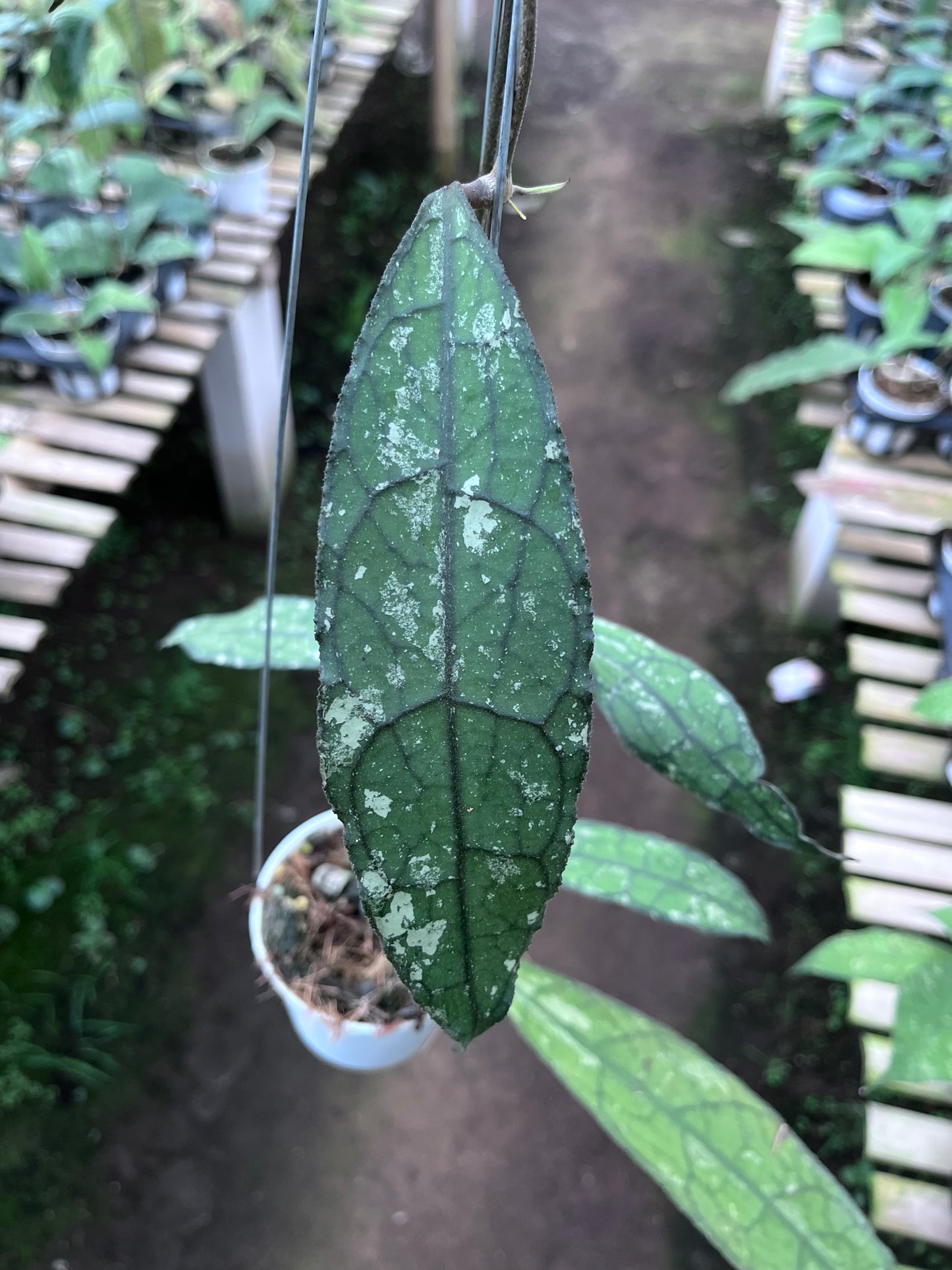Hoya Clemensiorum Long Leaf